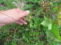 Penstemon brevisepalus
