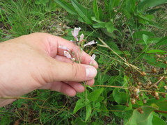 Penstemon brevisepalus
