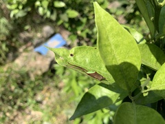 Ruidocollaris truncatolobata