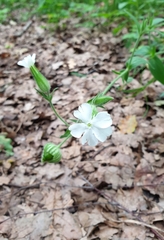 Silene latifolia