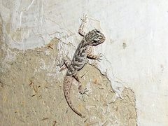 Altiphylax stoliczkai