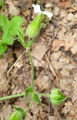 Silene latifolia
