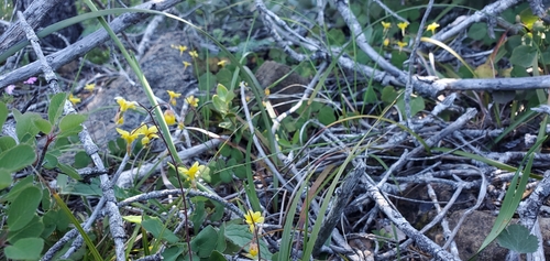 Image of Vancouveria chrysantha by (c) Asher Budnik, some rights reserved (CC BY)