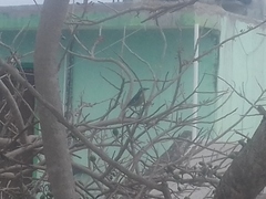 Coereba flaveola caboti