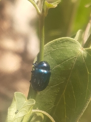 Chrysochus asclepiadeus