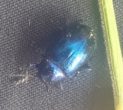 Chrysochus asclepiadeus