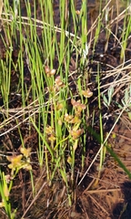 Scheuchzeria palustris