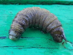 Smerinthinae