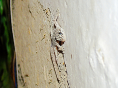 Altiphylax stoliczkai