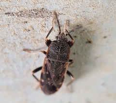Lanchnophorus guttulatus