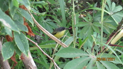 Todirostrum cinereum