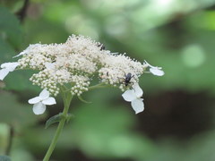 Typocerus lugubris
