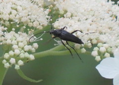 Typocerus lugubris