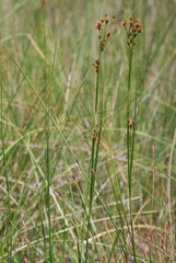 Cladium mariscoides