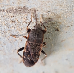 Lanchnophorus guttulatus