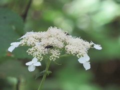 Typocerus lugubris