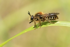 Choerades fuliginosa