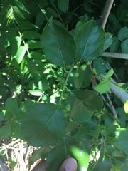 Celastrus orbiculatus