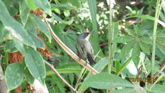 Todirostrum cinereum