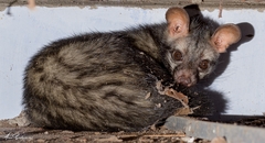 Paradoxurus hermaphroditus