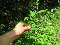 Symphyotrichum phlogifolium