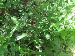 Symphyotrichum phlogifolium