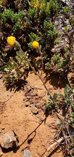 Image of Arnica spathulata by (c) Asher Budnik, some rights reserved (CC BY)