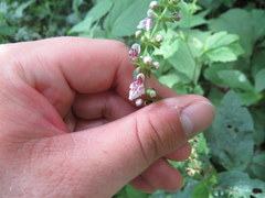 Stachys nuttallii