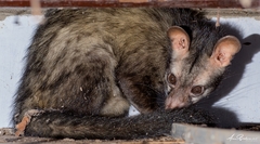 Paradoxurus hermaphroditus