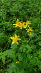 Hypericum maculatum