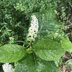 Phytolacca acinosa