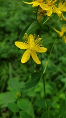 Hypericum maculatum