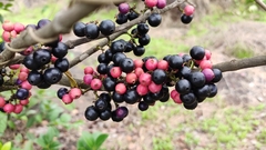 Memecylon umbellatum