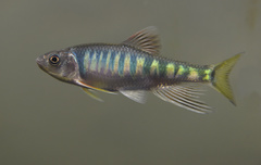 Opsariichthys evolans