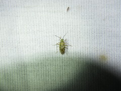 Taedia marmorata