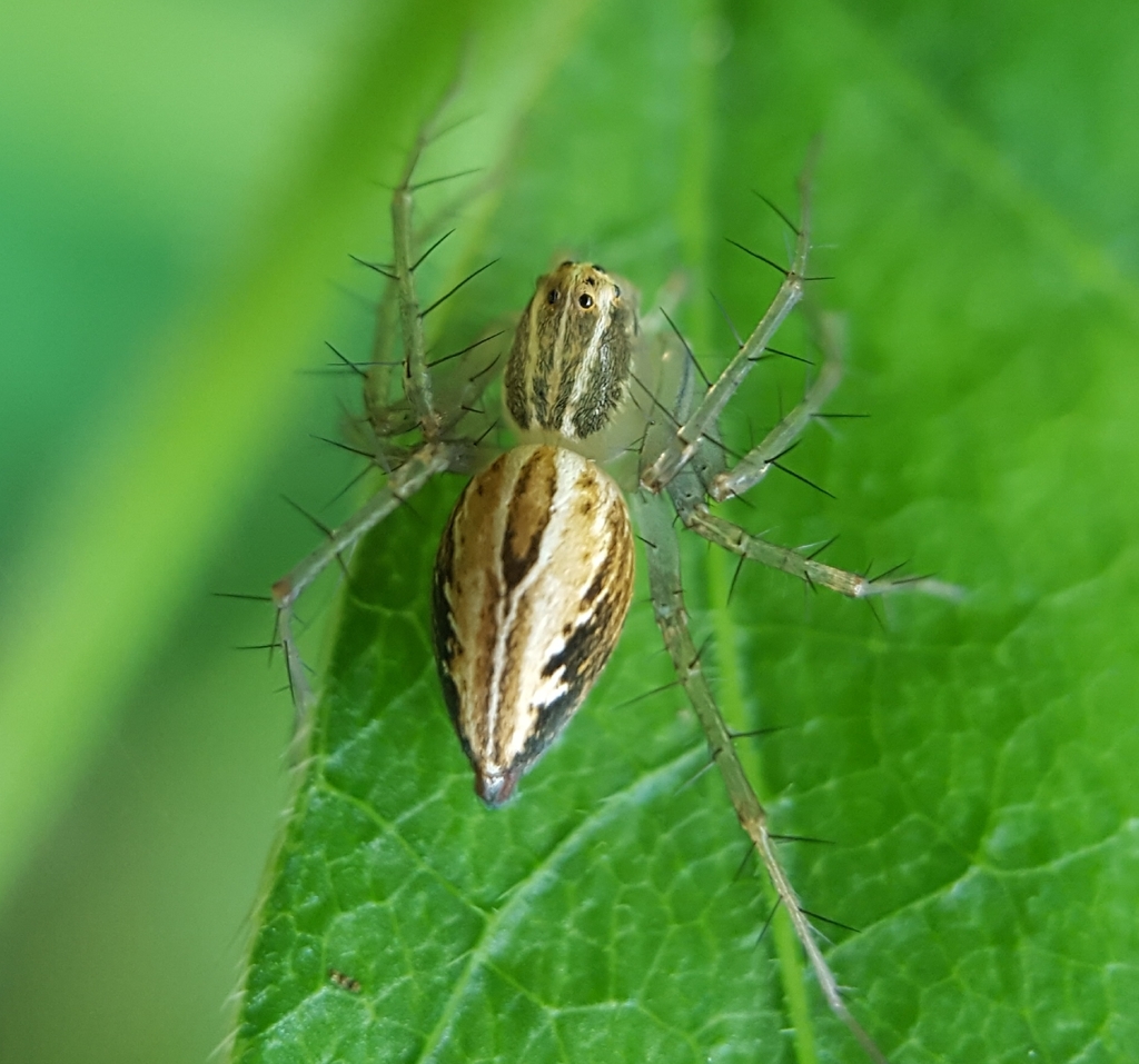 Oxyopes dumonti