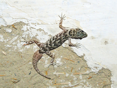 Altiphylax stoliczkai