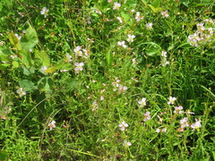 Rhexia mariana interior