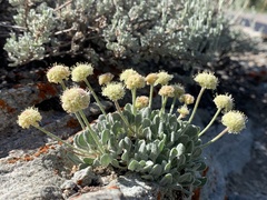 Eriogonum kingii