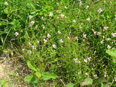 Rhexia mariana interior