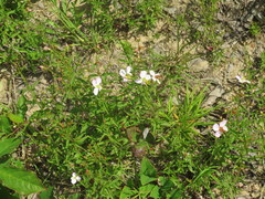 Rhexia mariana interior