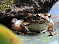 Lithobates forreri