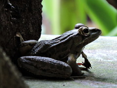 Lithobates forreri
