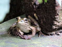 Lithobates forreri