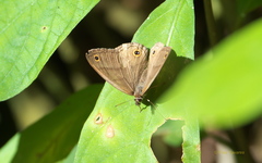 Cissia penelope