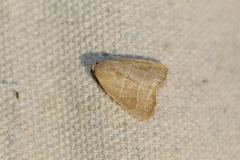 Bagisara rectifascia