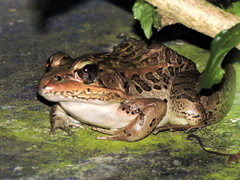 Lithobates forreri