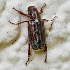 Dichelonyx pusilla