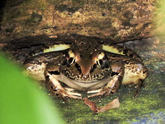Lithobates forreri