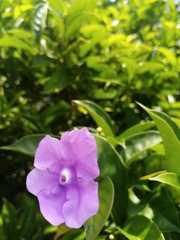Brunfelsia grandiflora